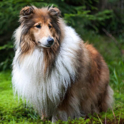 Collie steht im Wald