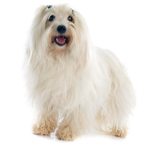 Hunderasse Coton De Tulear