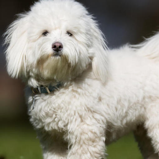 Weißer, flauschiger Hund, der draußen steht