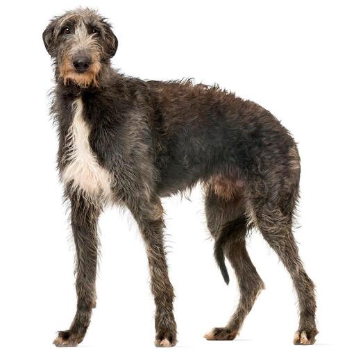 Deerhound-Hunderasse