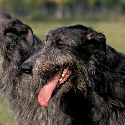 Zwei schwarzhaarige Deerhounds lächeln.