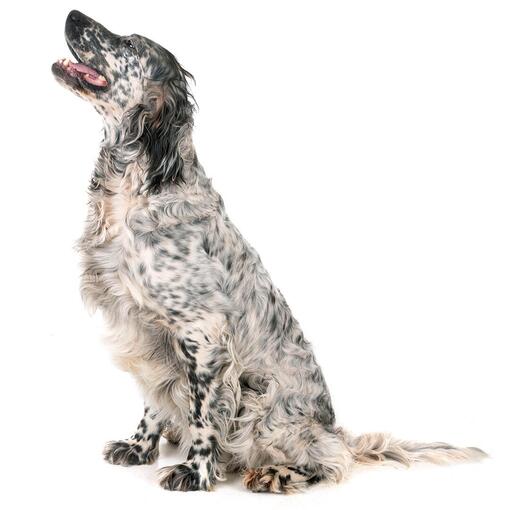 Hunderasse Englischer Setter
