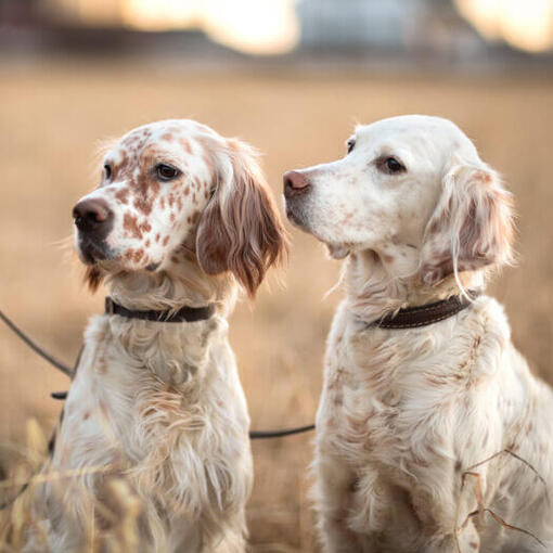 Zwei weiße englische Setter schauen den Besitzer an.