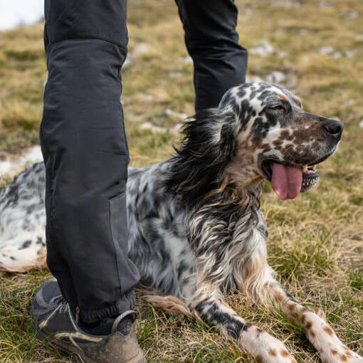 Englischer Setter liegt auf dem Boden.