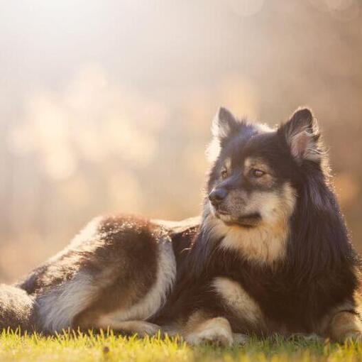 Finnischer Lapphund liegt auf dem Gras