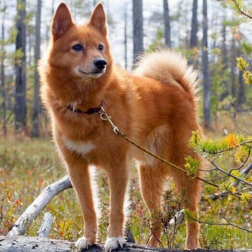 Finnischer Spitz im Wald