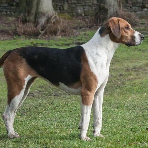 Foxhound steht auf dem Gras