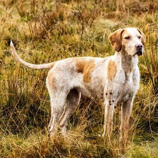 Foxhound auf den Feldern