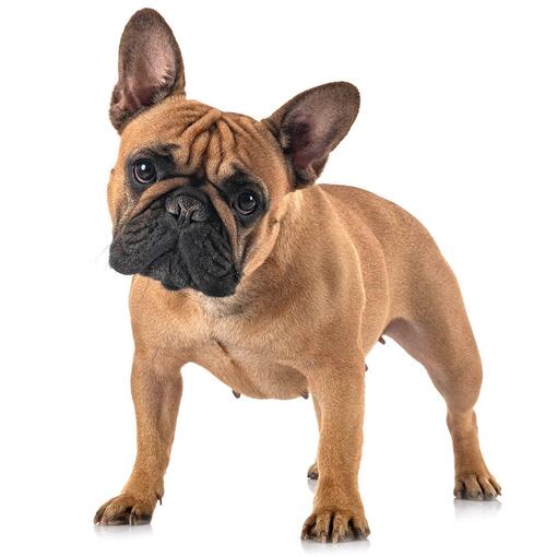 Hunderasse Französische Bulldogge