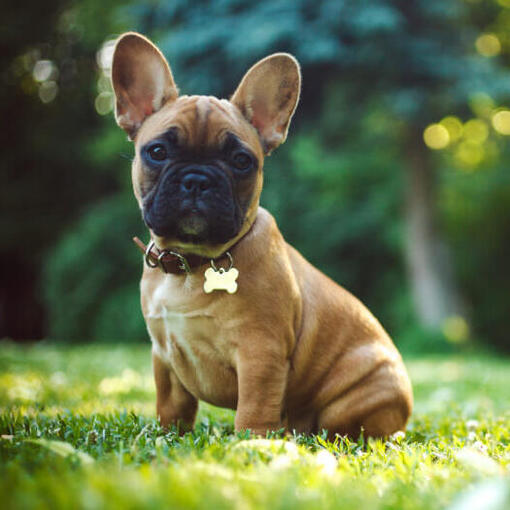 Hunderasse Französische Bulldogge