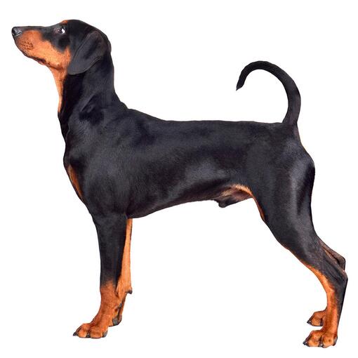 Deutsche Pinscher-Hunderasse