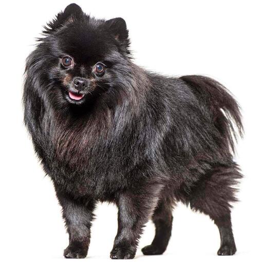 Hunderasse Deutscher Spitz (Mittel).
