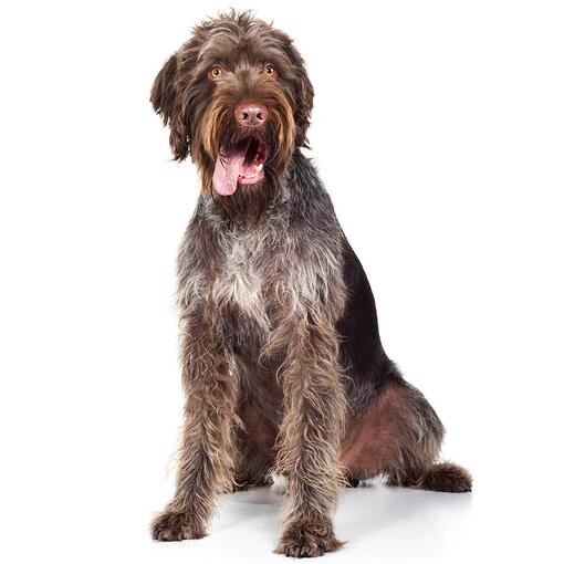 Deutscher Drahthaar Pointer