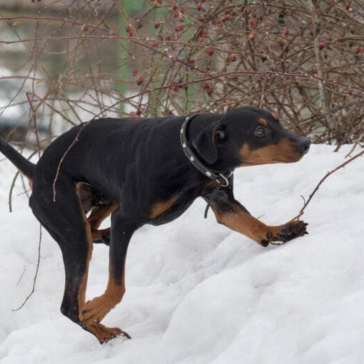 Deutscher Pinscher spielt im Schnee
