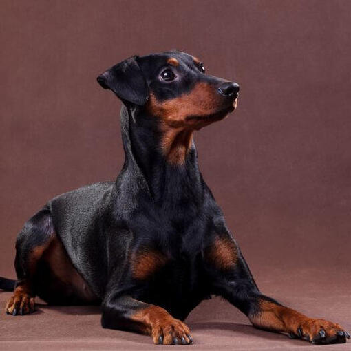 Deutscher Pinscher liegt im Zimmer