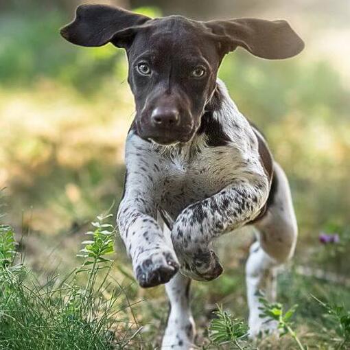 Deutscher Kurzhaarhund läuft auf grünem Gras