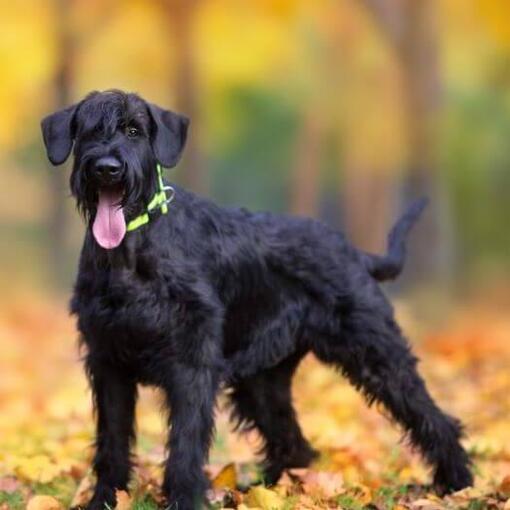 Riesenschnauzerwelpe im Herbstwald