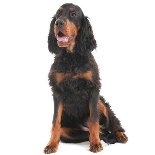 Gordon-Setter-Hunderasse
