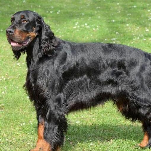 Hund steht auf dem Gras