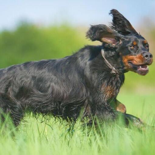 Hund läuft im Gras