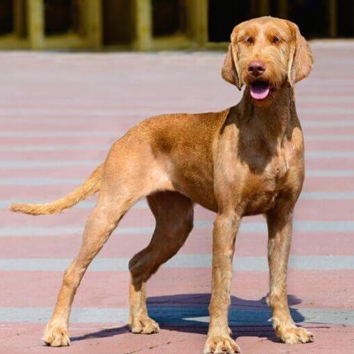 Der ungarische Drahthaar-Vizsla spaziert durch die Stadt