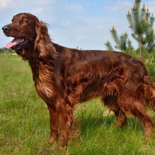 Irish Setter im Feld