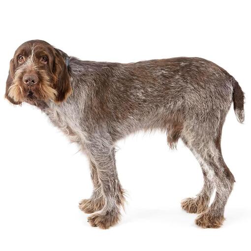 Italienische Spinone-Hunderasse