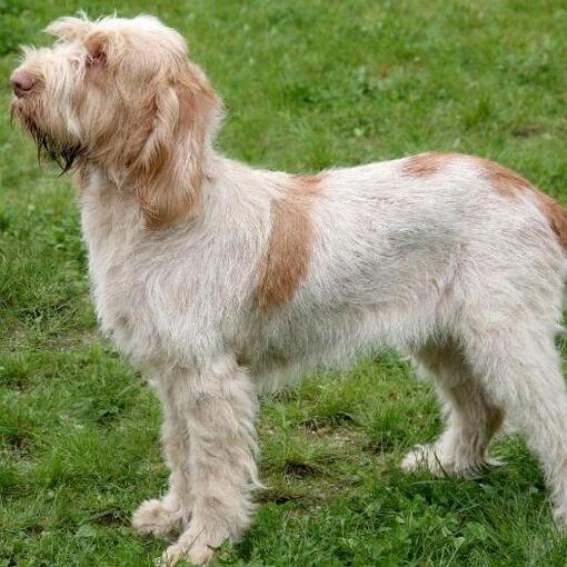 Italienischer Spinone steht auf dem Gras