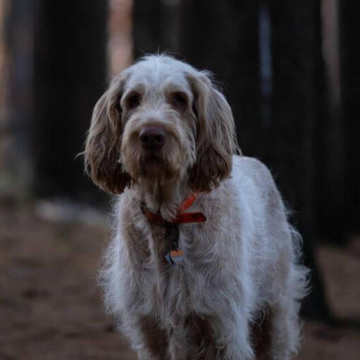 Hund steht im dunklen Wald