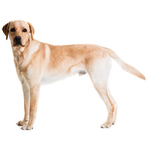 Hunderasse Labrador Retriever