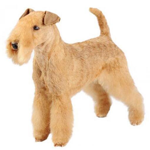 Hunderasse Lakeland Terrier
