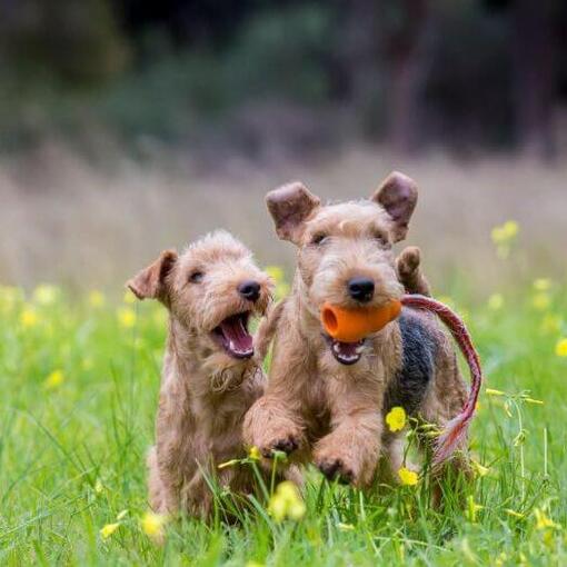 zwei Terrier spielen herum