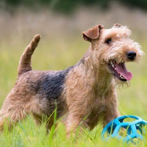 Terrier schaut in die Ferne