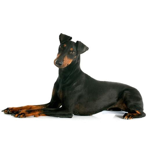 Hunderasse Manchester Terrier