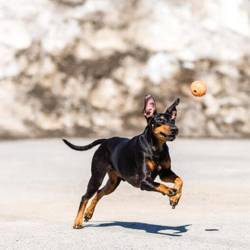 Terrier läuft auf Schnee