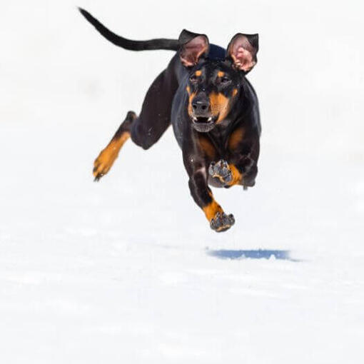 Hund läuft schnell auf Schnee