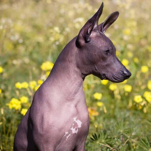 Hund sitzt im gelben Blumenfeld