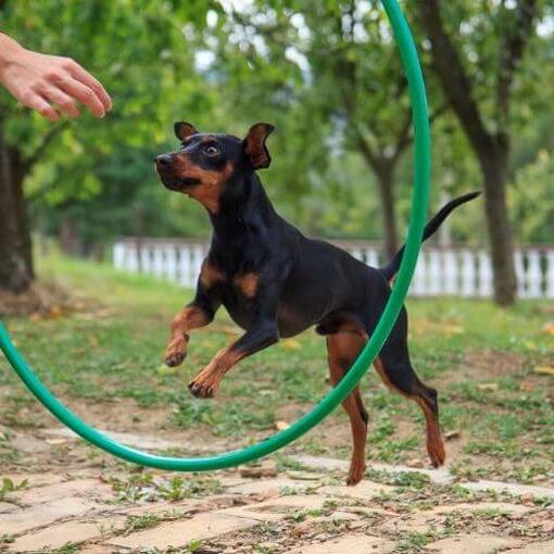 Hund springt durch den Trainingskreis