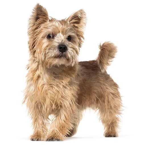 Hunderasse Norwich Terrier