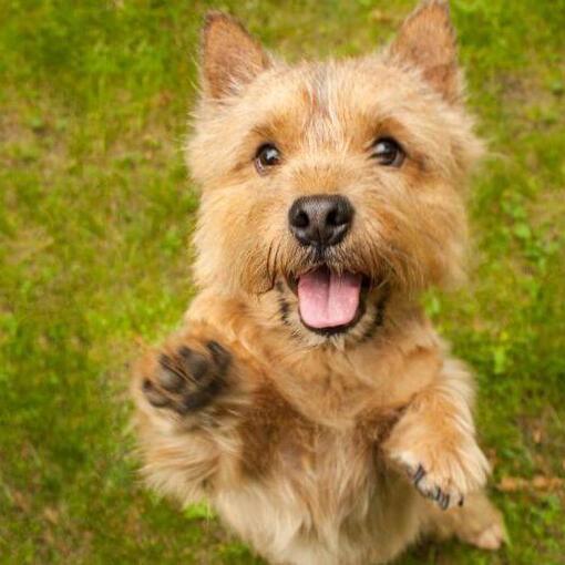 Terrier springt in Richtung Kamera