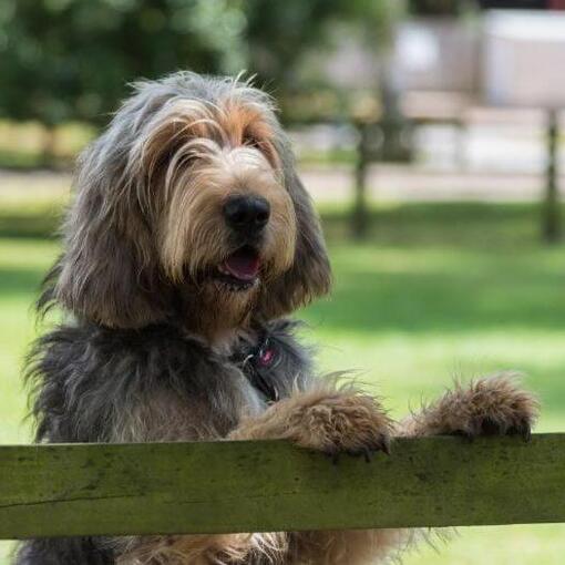 Otterhound lehnt an einem Zaun