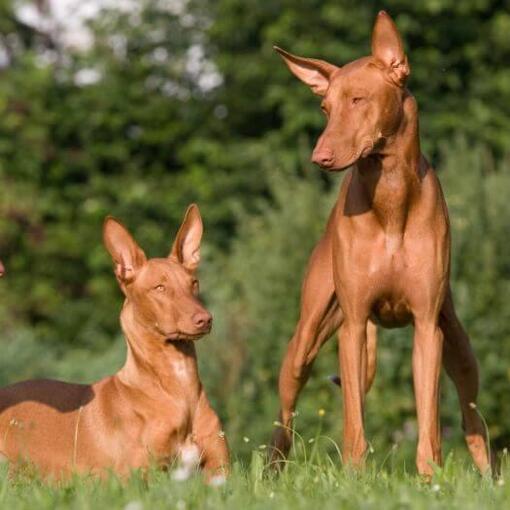 Drei Hunde ruhen auf dem Gras