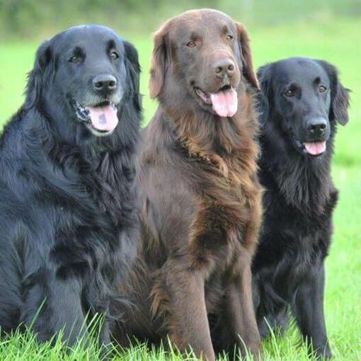 Drei Flat-Coated Retriever sitzen auf dem Gras