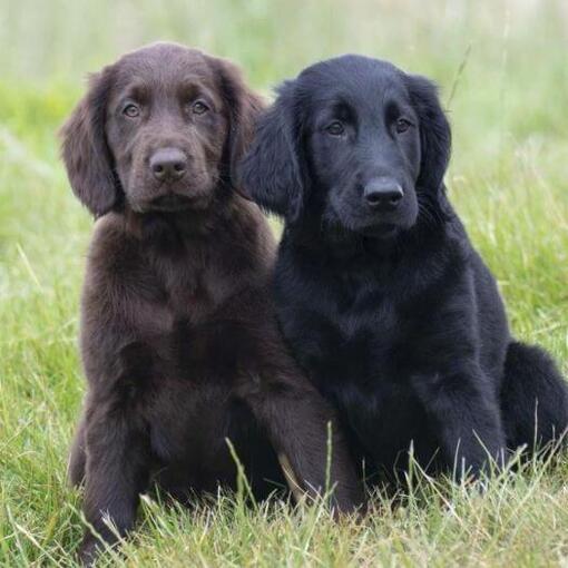 Schwarz-braune Flat Coated Retriever-Welpen