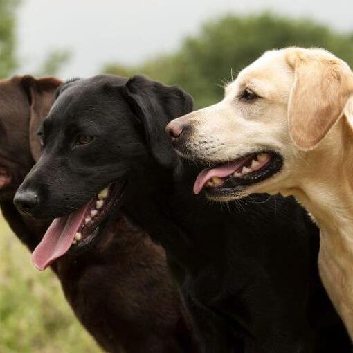 Drei Labradore stehen zusammen