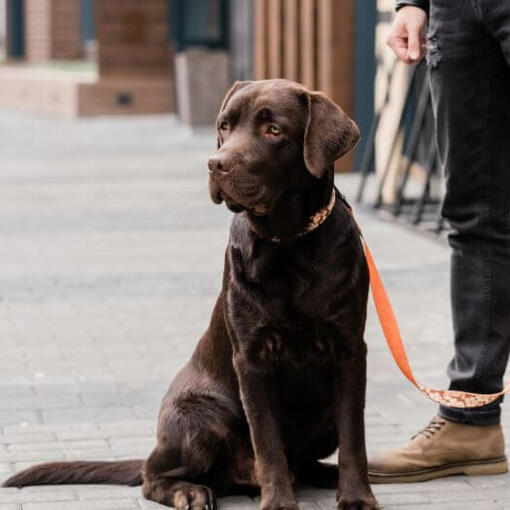 Labrador steht neben seinem Besitzer