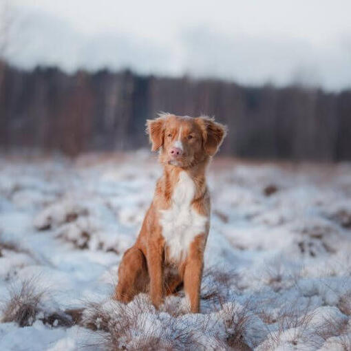 Retriever steht im Schnee