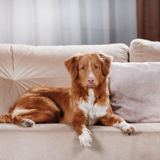 Retriever liegt auf der Couch