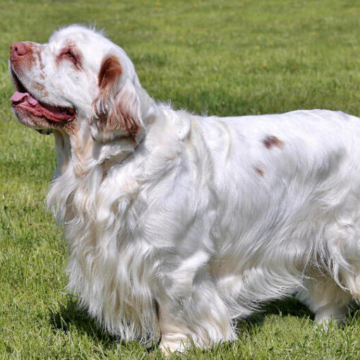 Heller Spaniel, der auf dem Gras steht