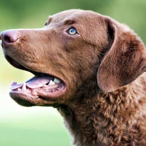 Chesapeake Bay Retriever mit blauen Augen